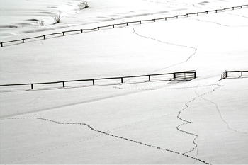 Picture of Tracks in the Snow